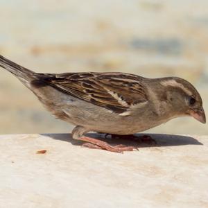 House Sparrow