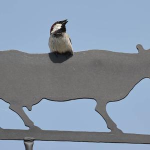 House Sparrow