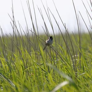 Reed Bunting