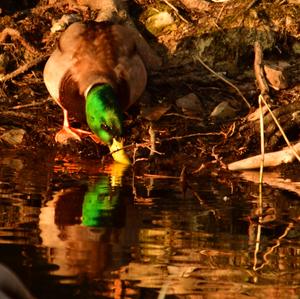 Mallard