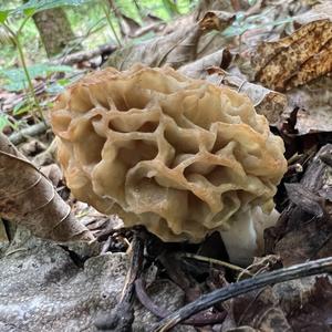 Yellow Morel