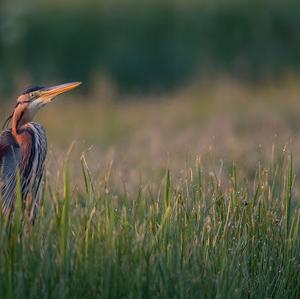 Purple Heron