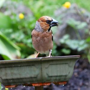 Hawfinch