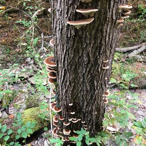 Resinous Polypore