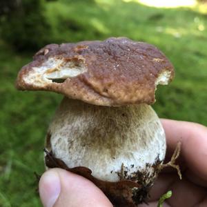 Summer Bolete