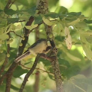 Great Tit