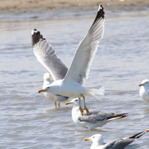 Yellow-legged Gull