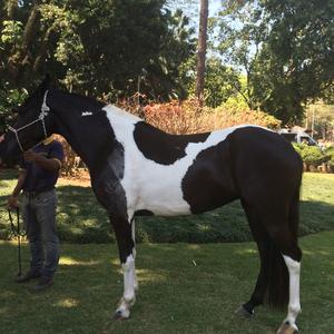 Unknown Breed