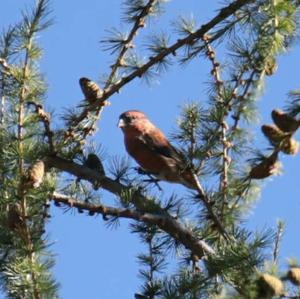 Red Crossbill