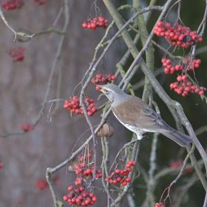 Fieldfare