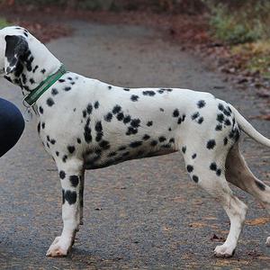 Dalmatian