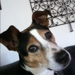 Unknown Breed