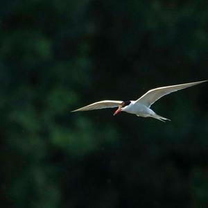 Common Tern