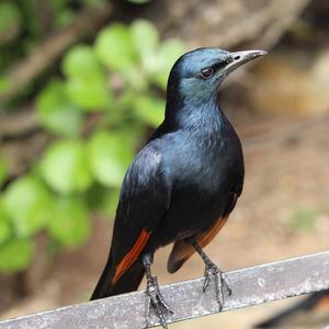 Red-winged Starling