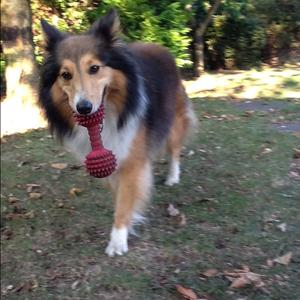 Shetland Sheepdog