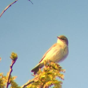 Willow Warbler