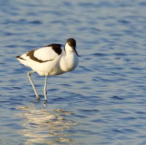 Pied Avocet