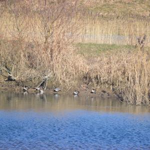 Common Teal