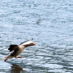 Canada Goose