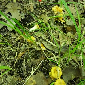 Chanterelle, Common