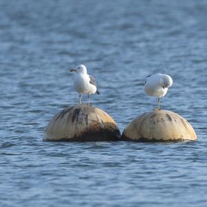 Herring Gull