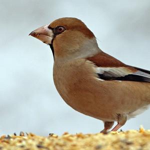 Hawfinch