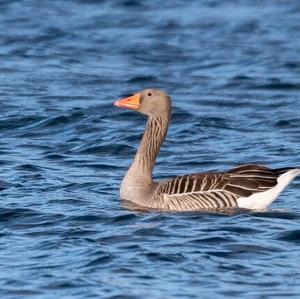 Greylag Goose