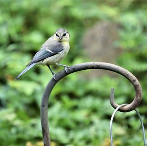 Blue Tit