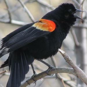 Red-winged Blackbird