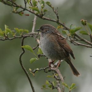 Hedge Accentor