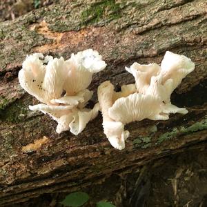 Oyster Mushroom