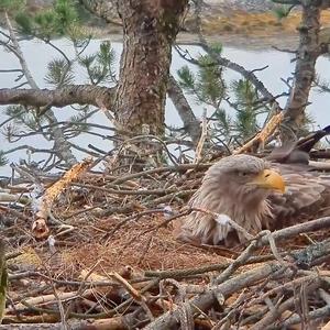 White-tailed Eagle