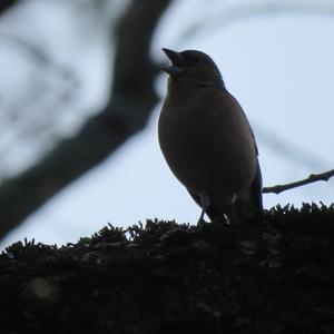 Eurasian Chaffinch