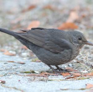 Eurasian Blackbird