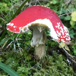 Fly Agaric