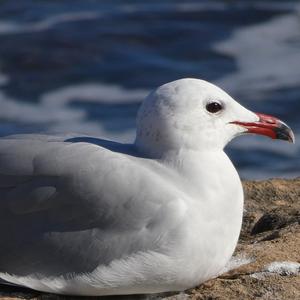 Audouin's Gull