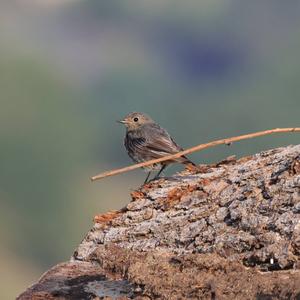 Black Redstart