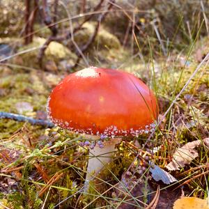 Fly Agaric