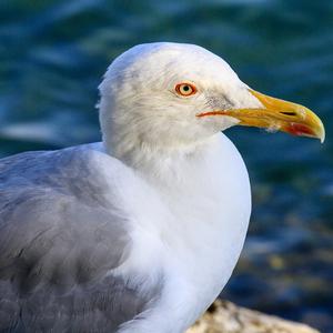 Yellow-legged Gull