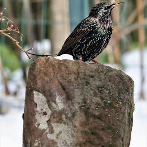 Common Starling