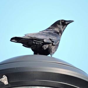 American Crow