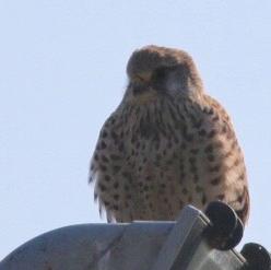 Common Kestrel