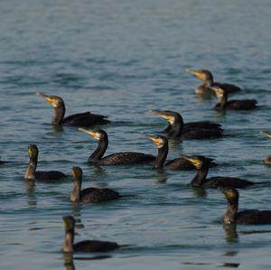 Great Cormorant