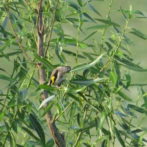 European Goldfinch