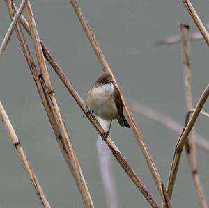 Eurasian Reed-warbler