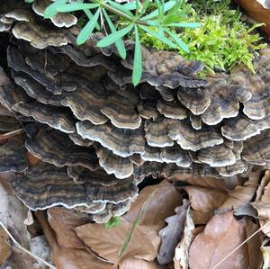 Turkey-tail