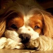 Cavalier King Charles Spaniel