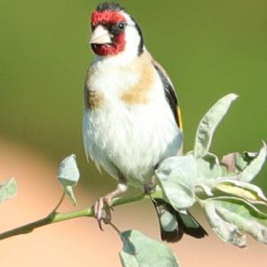 European Goldfinch