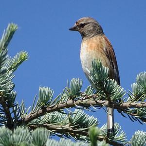 Eurasian Linnet