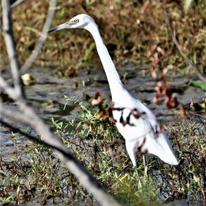 Little Egret
